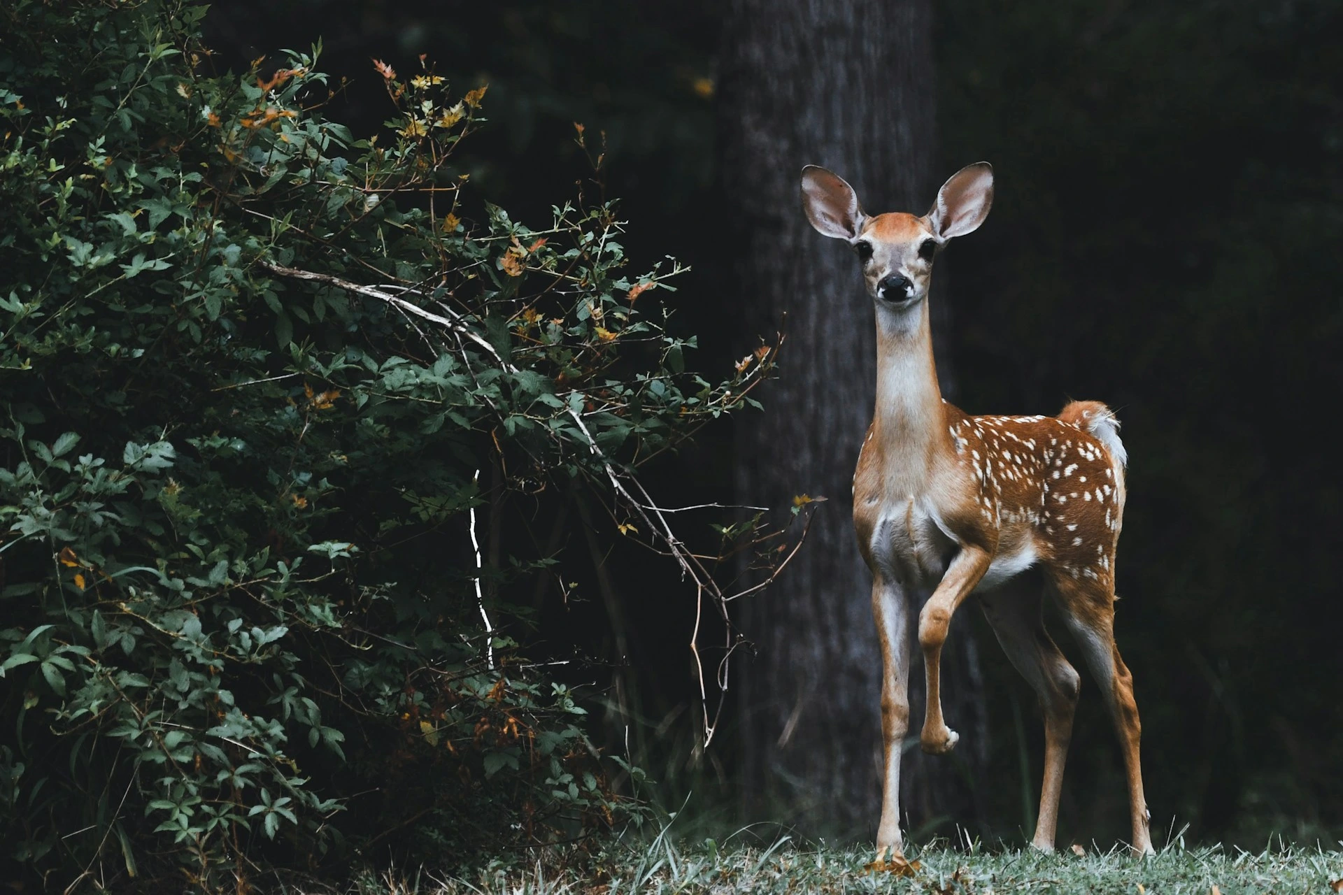 Google ประกาศเปิดตัว SpeciesNet ซึ่งเป็น AI ที่เปิดเผยรหัสเพื่อใช้ในการระบุชนิดของสัตว์ป่า